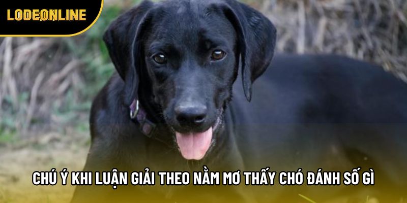 Chú ý khi luận giải theo nằm mơ thấy chó đánh số gì