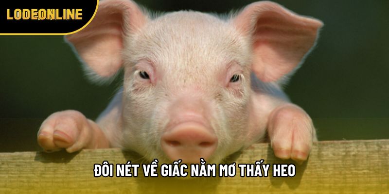 Đôi nét về giấc nằm mơ thấy heo