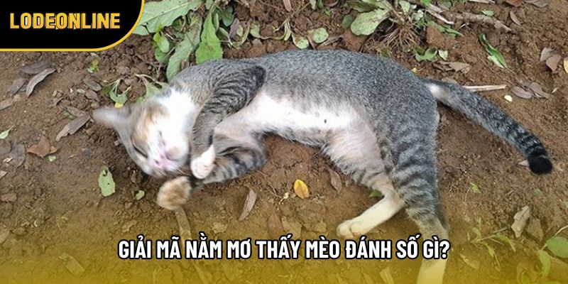 Giải mã nằm mơ thấy mèo đánh số gì?