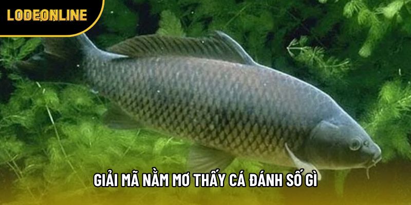 Giải mã nằm mơ thấy cá đánh số gì