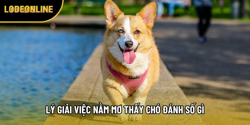 Lý giải việc nằm mơ thấy chó đánh số gì