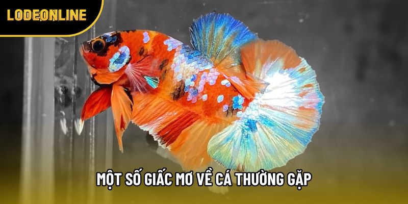 Một số giấc mơ về cá thường gặp