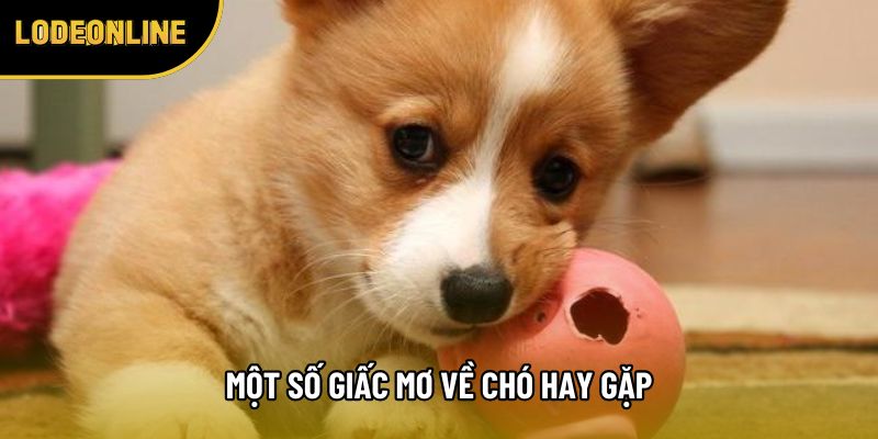 Một số giấc mơ về chó hay gặp