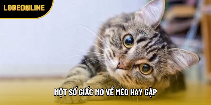 Một số giấc mơ về  mèo hay gặp