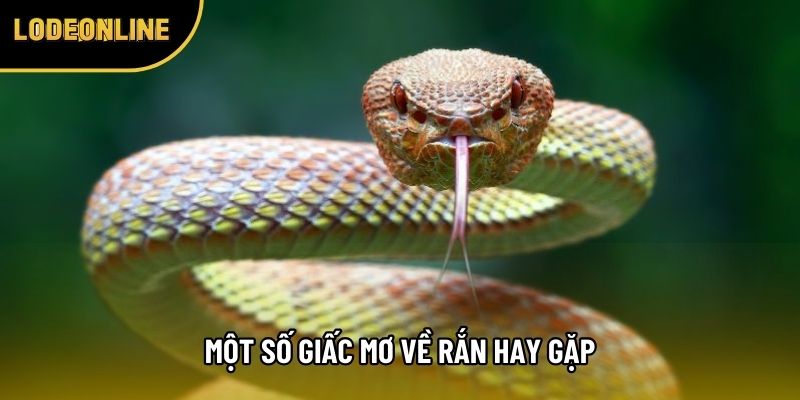 Một số giấc mơ về rắn hay gặp