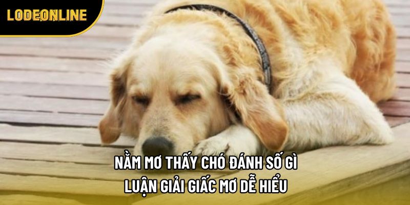 Nằm Mơ Thấy Chó Đánh Số Gì - Luận Giải Giấc Mơ Dễ Hiểu