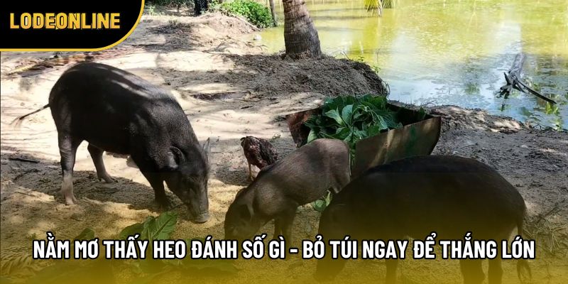 Nằm Mơ Thấy Heo Đánh Số Gì - Bỏ Túi Ngay Để Thắng Lớn