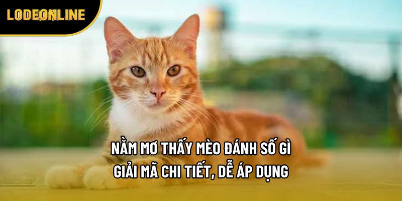 Nằm Mơ Thấy Mèo Đánh Số Gì - Giải Mã Chi Tiết, Dễ Áp Dụng