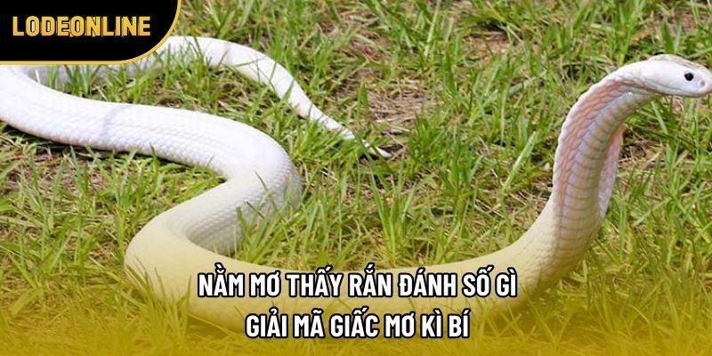 Nằm Mơ Thấy Rắn Đánh Số Gì - Giải Mã Giấc Mơ Kì Bí