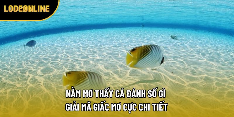Nằm Mơ Thấy Cá Đánh Số Gì - Giải Mã Giấc Mơ Cực Chi Tiết