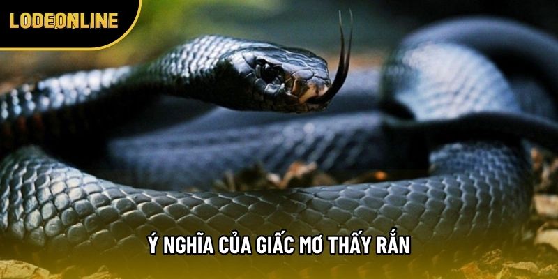 Ý nghĩa của giấc mơ thấy rắn