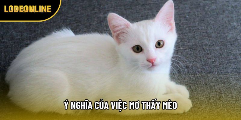 Ý nghĩa của việc mơ thấy mèo